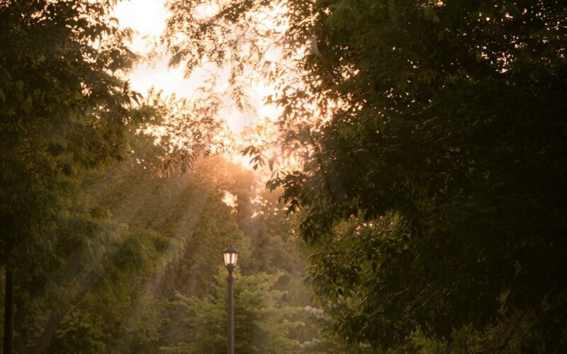 Personas caminando juntas por un sendero en un parque verde, luz de mañana